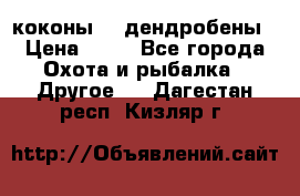 коконы    дендробены › Цена ­ 25 - Все города Охота и рыбалка » Другое   . Дагестан респ.,Кизляр г.